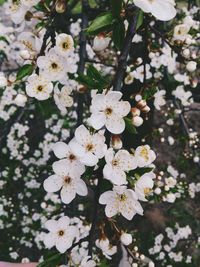 Close-up of white flowers blooming on tree