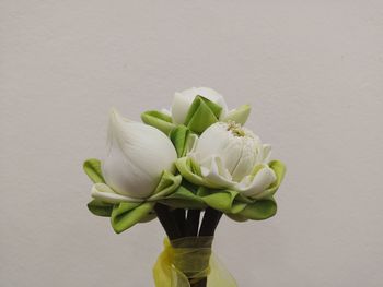 Close-up of rose plant against white background