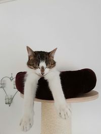 Portrait of cat relaxing against white background