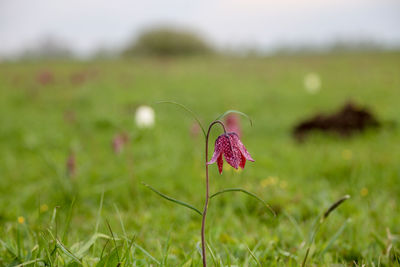 Close-up of red flower on field