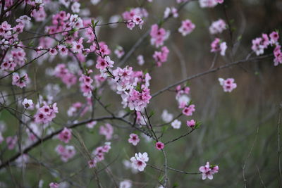 Close-up of pink flowers on tree
