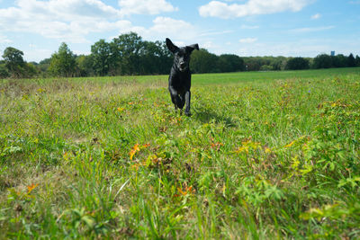 Full length of a dog on field