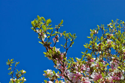 Low angle view of flowering plant against blue sky