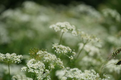 Close-up of flowering plants on field