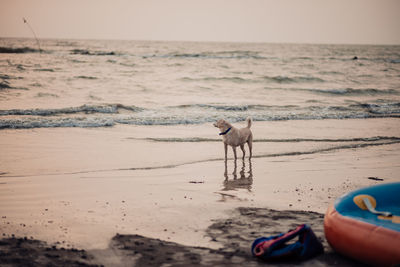 Dog running at beach