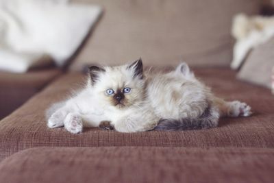 Portrait of kitten lying down on sofa