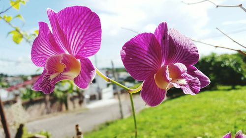 Close-up of flowers against sky