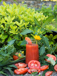 Close-up of fresh fruits with drink on plant