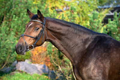 Close-up of horse in ranch