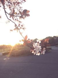 Flowers blooming on tree