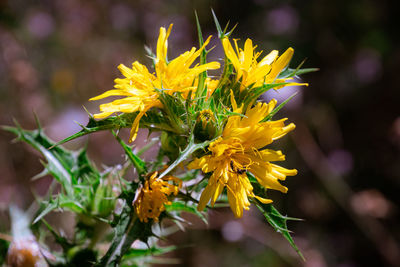 Close-up of yellow flowering plant