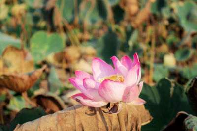 Close-up of pink rose