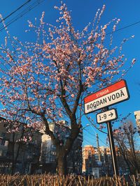 Low angle view of cherry tree against blue sky