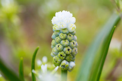 Close-up of white flowering plant