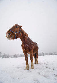 Horse standing on snow covered land