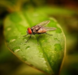 Close-up of fly on leaf
