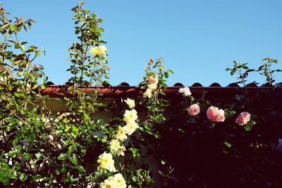 Low angle view of flowers blooming on tree