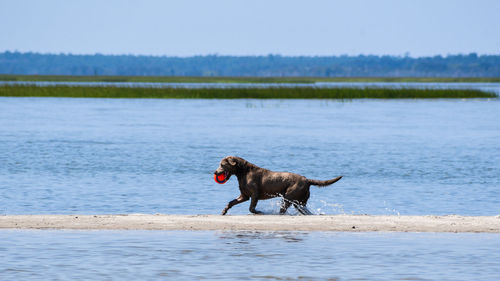 Dog running in the lake