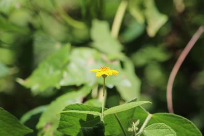 Close-up of flower blooming outdoors