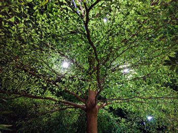 Low angle view of tree in forest