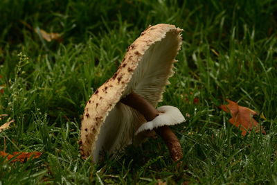 Close-up of mushroom on field