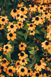 High angle view of yellow flowering plant