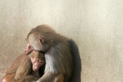 Close-up of monkey on wall