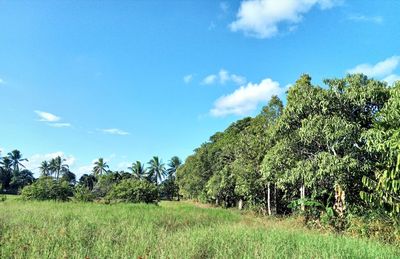 Trees on field against sky