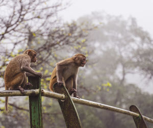 Low angle view of monkeys sitting on railing
