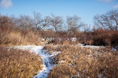 Scenic view of bare trees against sky