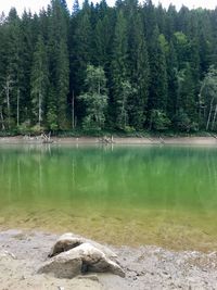 Scenic view of lake in forest