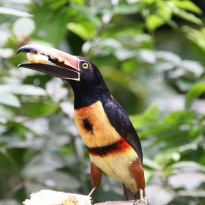 Close-up of a bird