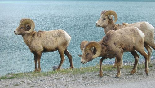 Close-up of big horn sheep