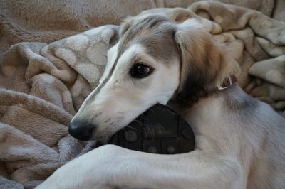 Close-up of dog lying on bed