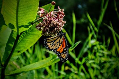 Close-up of butterfly pollinating on flower