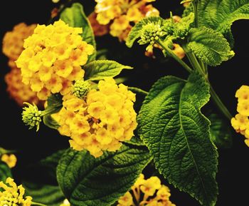 Close-up of yellow flowers