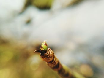 Close-up of insect on leaf