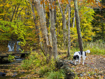 Dog by stream in forest during autumn
