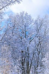 Low angle view of bare tree against sky