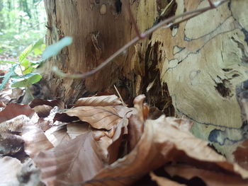 Close-up of dry leaves on tree trunk in forest
