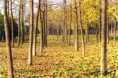 Trees in forest