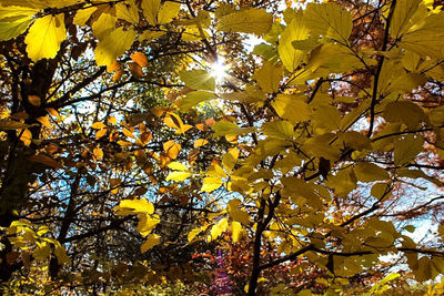 Low angle view of tree