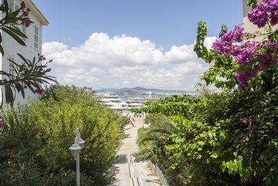 View of flowering plants by road against sky