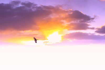 Low angle view of person paragliding against sky during sunset