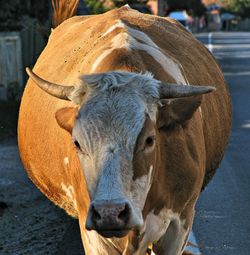 Portrait of cow standing outdoors