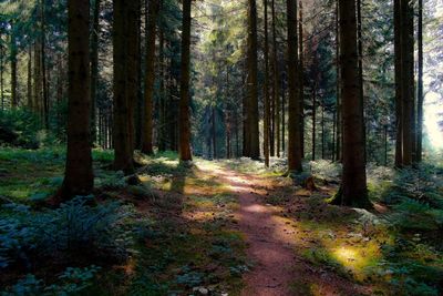 Pine trees in forest