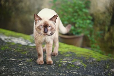 Portrait of cat standing outdoors