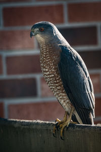 Close-up of bird perching outdoors