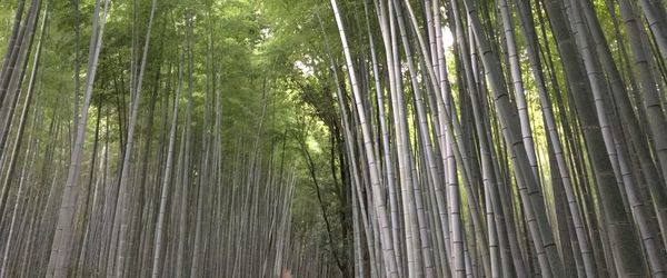 Full frame shot of bamboo trees in forest