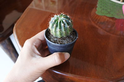 Midsection of person holding potted plant